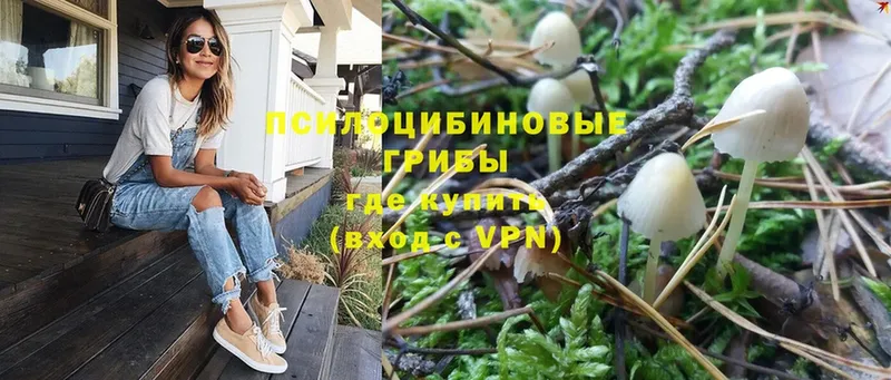 Псилоцибиновые грибы Psilocybine cubensis  Морозовск 